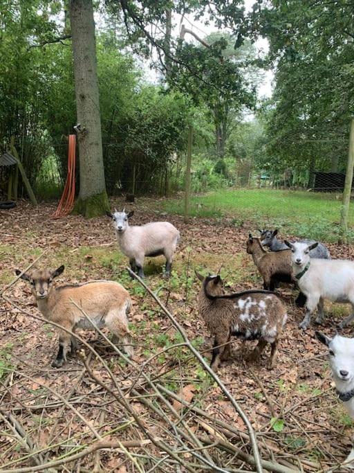 Maisonnette En Clairiere De Foret Gambais Ngoại thất bức ảnh